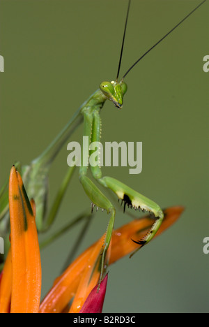 Praying Mantis FamilyMantidae costarica Stockfoto