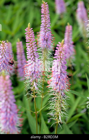 VERONICASTRUM VIRGINICUM FASZINATION Stockfoto