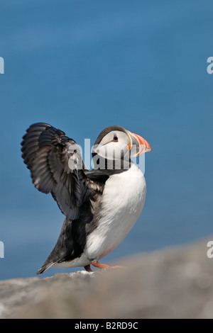 Papageitaucher mit Flügel ausgestreckt auf Klippe, Farne Islands, Northumberland UK Stockfoto