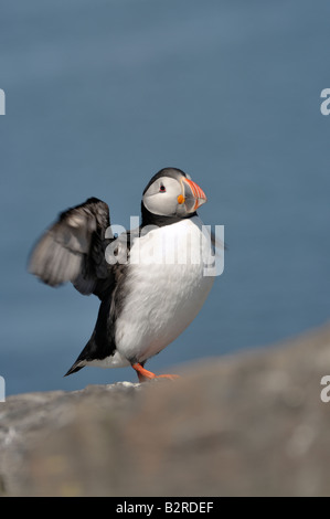 Papageitaucher mit ausgebreiteten Flügeln auf Klippe, Farne Islands, Northumberland UK anzeigen Stockfoto