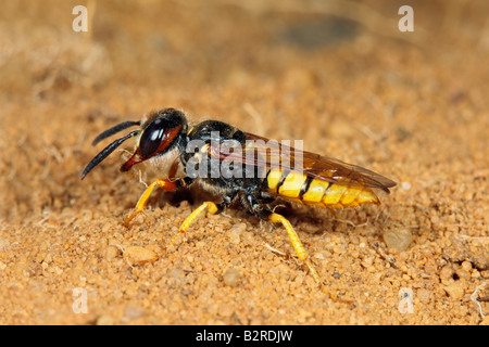 Biene-Wolf oder Bee-Killer Wespe Philanthus Triangulum Potton Bedfordshire Stockfoto