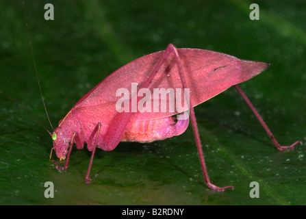 Rosa farbige Runde fuhren Grashuepfer Amblycorypha sp Costa Rica Stockfoto