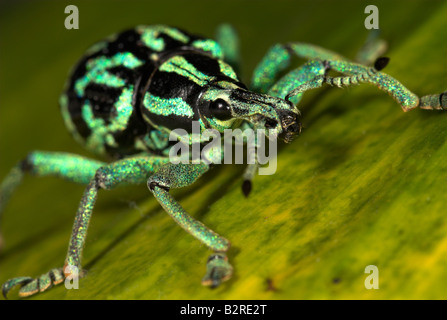 Rüsselkäfer Eupholus Browni Papua-Neu-Guinea Stockfoto