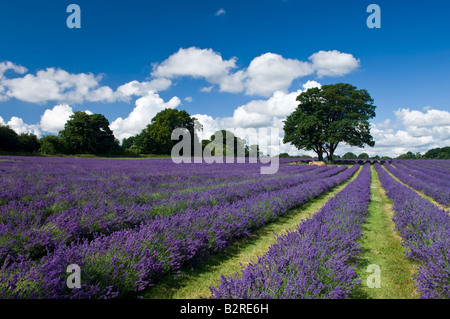 Mayfield Lavender Farm in der Nähe von Sutton in Surrey England UK Stockfoto