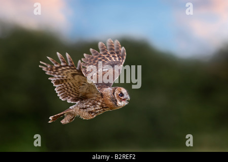 Waldkauz Strix Aluco im Flug Potton Bedfordshire Stockfoto