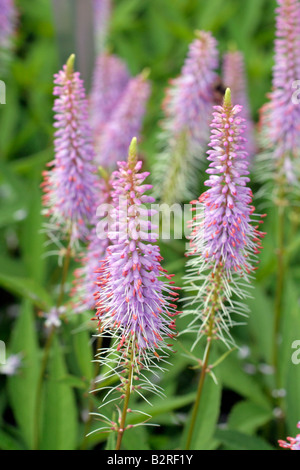 VERONICASTRUM VIRGINICUM FASZINATION Stockfoto