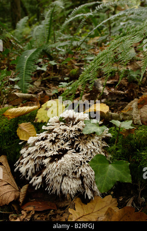 Ein Earthfan Pilz Thelephora Spiculosa im Wald UK Stockfoto