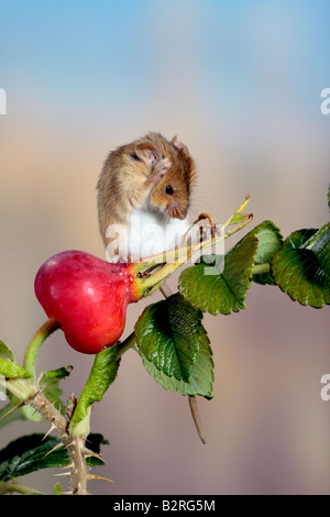 Lese Maus Micromys Minutus sitzen Reinigung seiner selbst Potton Bedfordshire Stockfoto