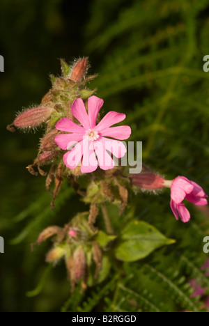 Ein Büschel von Wild Red Campion Blumen in einer Hecke in der Nähe von Carrick Dumfries und Galloway Schottland Vereinigtes Königreich Stockfoto