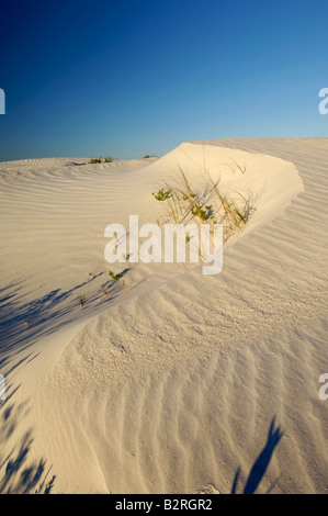 Sanddünen am Strand von Ft Desoto in Tierra Verde, Florida Stockfoto