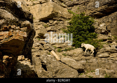Bergziege (Oreamnos Americanus) Baby in Felswand Stockfoto