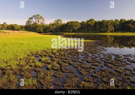 Florida Dürre 2006 Myakka River State Park Stockfoto