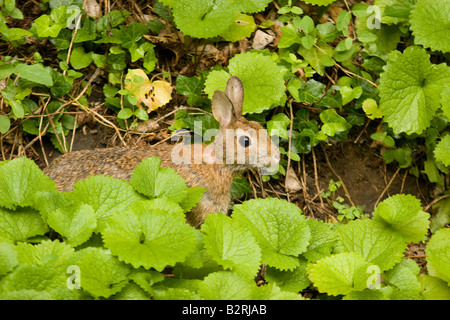 Östlichen Cottontail Kaninchen (Sylvilagus Floridanus) im grünen Laub Stockfoto