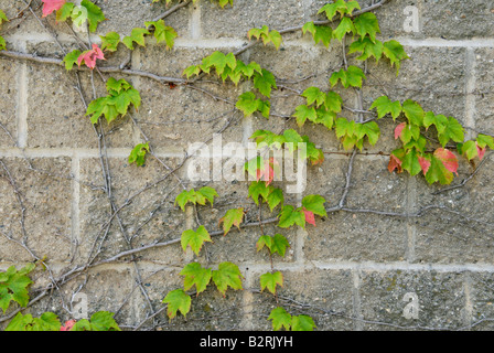 Japanische Schlingpflanze Parthenocissus tricuspidata Stockfoto