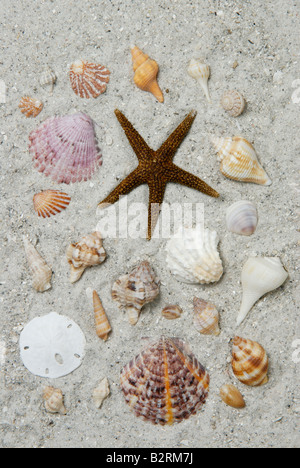 Eine Vielzahl von wirbellosen Meerestieren gesammelt von Sanibel Island Florida Gulf Coast Stockfoto