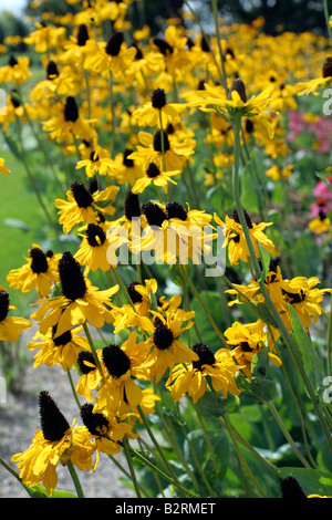 RUDBECKIA MAXIMA Stockfoto