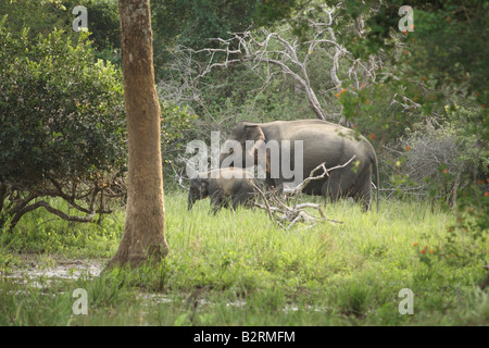 Asiatischer Elefant, Yala-Nationalpark, Sri Lanka. Stockfoto