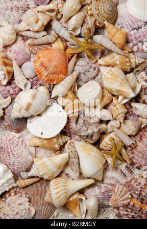 Eine Vielzahl von wirbellosen Meerestieren gesammelt von Sanibel Island Florida Gulf Coast Stockfoto
