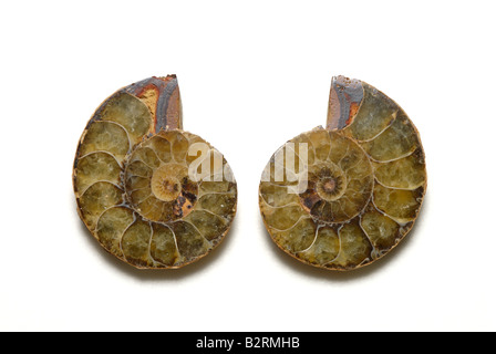 Innenansicht einer geschnittenen Ammoniten Fossil Perisphinctes sp aus Madagaskar-Jura-Zeit Stockfoto