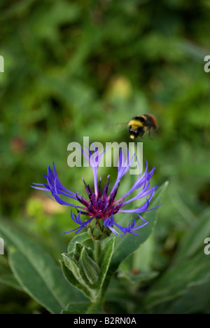 Centaurea Montana, Wildblume mit Biene schwebt über Blume wächst in einem Feld in der Jura-Region der Schweiz. Charles Lupica Stockfoto