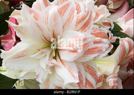 Amaryllis Hippeastrum Stockfoto