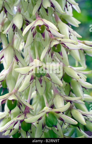 EUCOMIS BICOLOR AGM Stockfoto