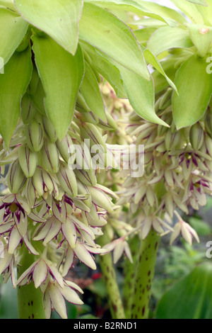 EUCOMIS BICOLOR AGM Stockfoto