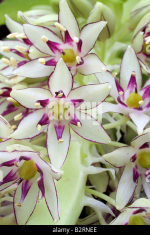 EUCOMIS BICOLOR AGM Stockfoto