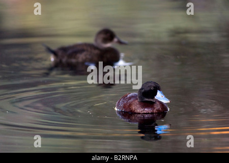 Männliche blau-billed Ente (Oxyura Australis) mit einer Frau im Hintergrund. Hirte See, Perth, Western Australia, Australia Stockfoto