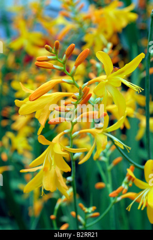 CROCOSMIA X CROCOSMIIFLORA KIAUTSCHOU Stockfoto