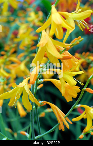 CROCOSMIA X CROCOSMIIFLORA KIAUTSCHOU Stockfoto