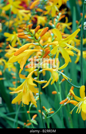 CROCOSMIA X CROCOSMIIFLORA KIAUTSCHOU Stockfoto