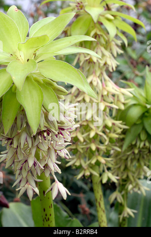 EUCOMIS BICOLOR AGM Stockfoto