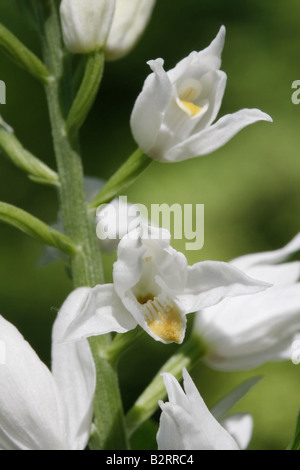 Nahaufnahme der Blüten der Schwert-leaved Helleborine, Cephalanthera longifolia Stockfoto