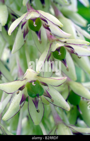 EUCOMIS BICOLOR AGM Stockfoto