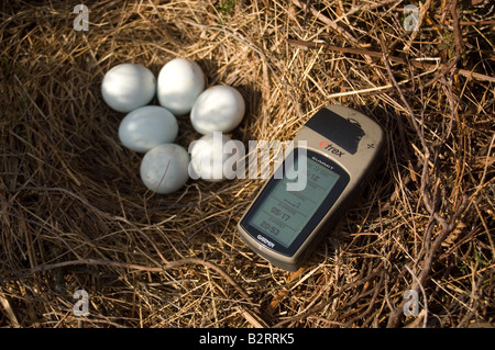 Kornweihe Circus Cyaneus, nisten in Heather mit GPS Stockfoto