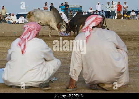 Arabische Männer beobachten Bull Butting in Fujairah Vereinigte Arabische Emirate Stockfoto