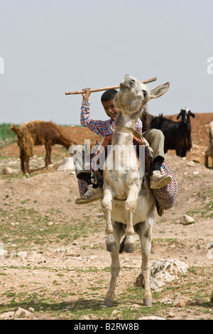 Hirtenjunge auf einem Esel in Apameia Syrien Stockfoto