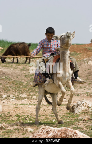 Hirtenjunge auf einem Esel in Apameia Syrien Stockfoto