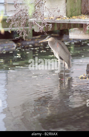 Great Blue Heron Vogel steht in Lake Union Seattle Washington USA Nordamerika Stockfoto