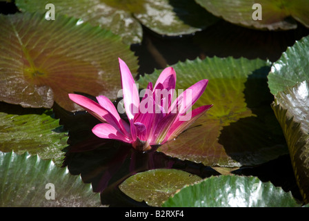 Wasser Lilly Bali Indonesien Sanur Teich Wasser Blatt Pad Rosa Grün offen Blütenknospe Stockfoto