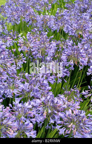 AGAPANTHUS BLAUE VOGEL Stockfoto