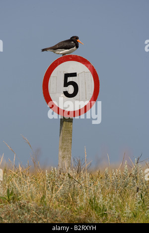 Single Austernfischer Haematopus ostralegus thront auf Zeichen Norfolk Stockfoto