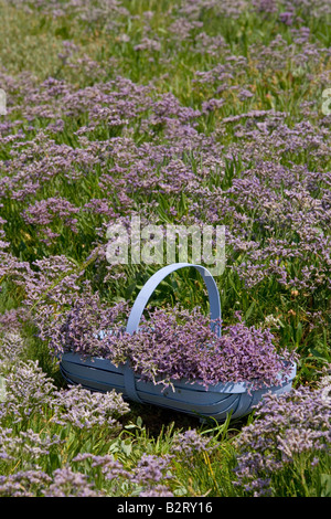 Strandflieder Limonium Vulgare Norfolk UK Juli Stockfoto