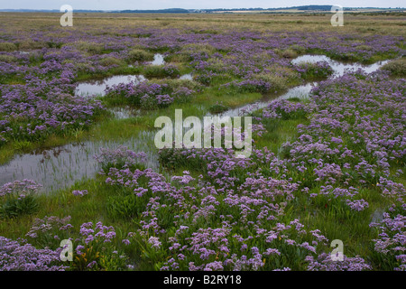 Strandflieder Limonium Vulgare Norfolk UK Juli Stockfoto