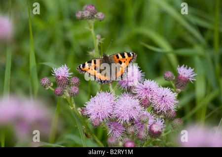 Kleine Tortoishell Schmetterling Aglais urticae Stockfoto