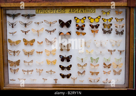 Argentinische Schmetterlingssammlung ausgestellt im Rocsen Museum (Museo Polifacetico) Nono, Cordoba, Argentinien Stockfoto