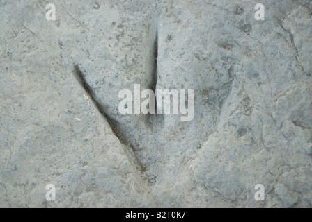 Fußabdruck eines Dinosauriers Biped Theropoda in Valdecevillo Ort in der Nähe von ENCISO La Rioja Region Spanien Stockfoto