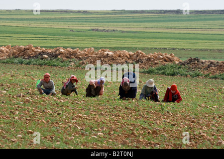 Bauern in einem Feld in ländlichen Syrien Stockfoto