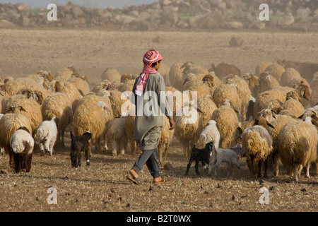 Beduinen in der Nähe von Tartous Syrien Schafe hüten Stockfoto